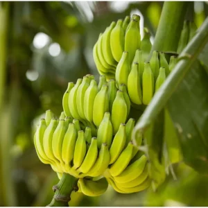 Dwarf Cavendish Banana Plant Live - Tropical Fruit Tree - 1 Gallon Pot - Image 3