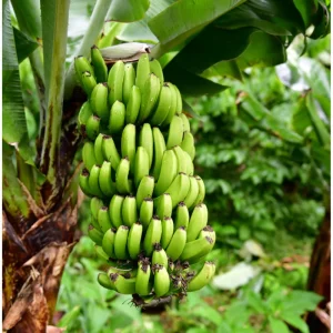 Dwarf Cavendish Banana Plant Live - Tropical Fruit Tree - 1 Gallon Pot - Image 4