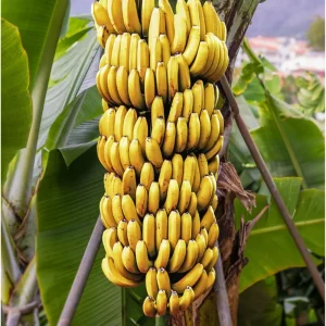 Dwarf Cavendish Banana Plant Live - Tropical Fruit Tree - 1 Gallon Pot - Image 5
