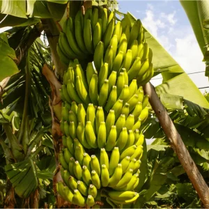 Dwarf Cavendish Banana Plant Live - Tropical Fruit Tree - 1 Gallon Pot - Image 6