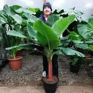 Dwarf Cavendish Banana Seeds - Musa | Tiny Bonsai Banana Seeds | 10 Seeds - Image 1