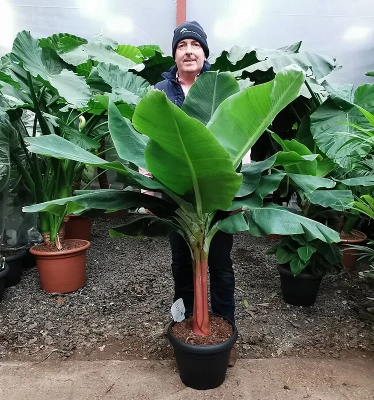 Dwarf Cavendish Banana Seeds - Musa | Tiny Bonsai Banana Seeds | 10 Seeds - Image 1