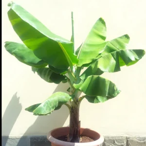 Dwarf Cavendish Banana Seeds - Musa | Tiny Bonsai Banana Seeds | 10 Seeds - Image 2