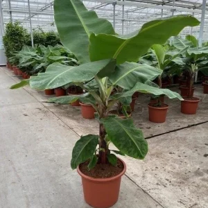 Dwarf Cavendish Banana Seeds - Musa | Tiny Bonsai Banana Seeds | 10 Seeds - Image 3