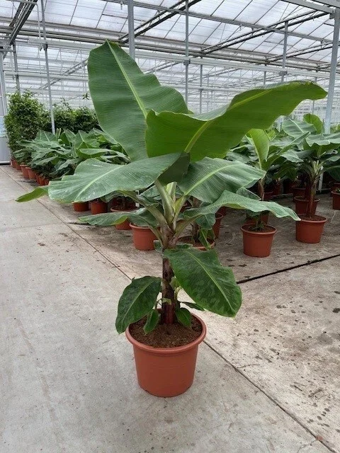 Dwarf Cavendish Banana Seeds - Musa | Tiny Bonsai Banana Seeds | 10 Seeds - Image 3