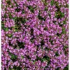 Dwarf Creeping Thyme Seeds - Pink Ground Cover Flowers - Fragrant Herbaceous - Image 1