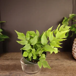 Dwarf Holly Fern Live Plant – Cyrtomium fortunei Indoor Houseplant in 4 Inch Pot - Image 2