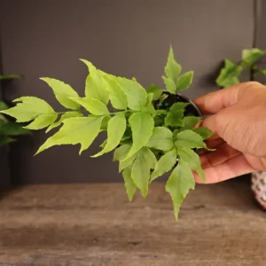 Dwarf Holly Fern Live Plant – Cyrtomium fortunei Indoor Houseplant in 4 Inch Pot - Image 3
