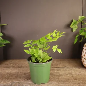 Dwarf Holly Fern Live Plant – Cyrtomium fortunei Indoor Houseplant in 4 Inch Pot - Image 4