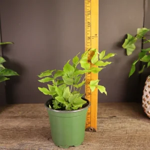 Dwarf Holly Fern Live Plant – Cyrtomium fortunei Indoor Houseplant in 4 Inch Pot - Image 5