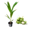 Dwarf Malayan Coconut Live Plant - Cold Hardy Green Tree, 6-8 Inches Tall, Outdoor - Image 1
