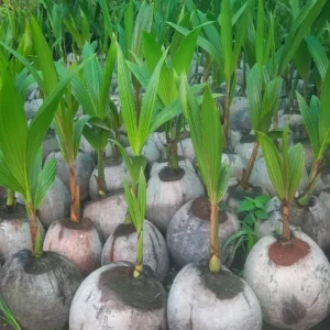 Dwarf Malayan Coconut Live Plant - Yellow Coconut Tree, Cold Hardy, 6-8 Inches Tall - Image 2