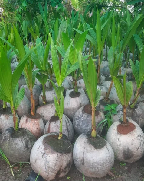 Dwarf Malayan Coconut Live Plant - Yellow Coconut Tree, Cold Hardy, 6-8 Inches Tall - Image 2