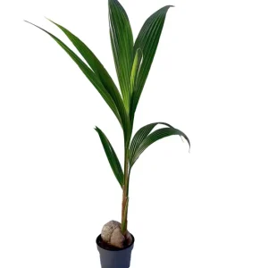 Dwarf Malayan Coconut Live Plant - Yellow Coconut Tree, Cold Hardy, 6-8 Inches Tall - Image 3