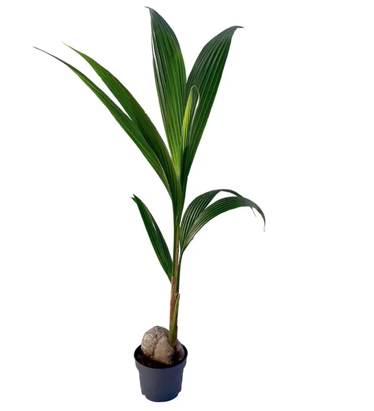 Dwarf Malayan Coconut Live Plant - Yellow Coconut Tree, Cold Hardy, 6-8 Inches Tall - Image 3
