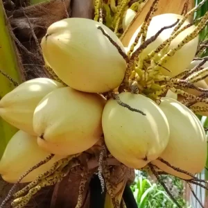 Dwarf Malayan Coconut Live Plant - Yellow Coconut Tree, Cold Hardy, 6-8 Inches Tall - Image 4