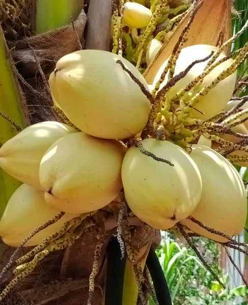 Dwarf Malayan Coconut Live Plant - Yellow Coconut Tree, Cold Hardy, 6-8 Inches Tall - Image 4