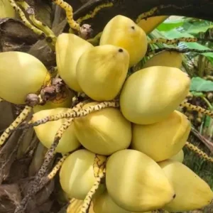 Dwarf Malayan Coconut Live Plant - Yellow Coconut Tree, Cold Hardy, 6-8 Inches Tall - Image 5