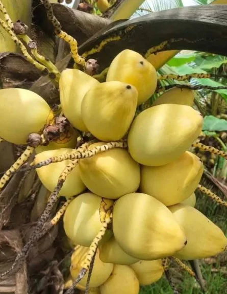 Dwarf Malayan Coconut Live Plant - Yellow Coconut Tree, Cold Hardy, 6-8 Inches Tall - Image 5