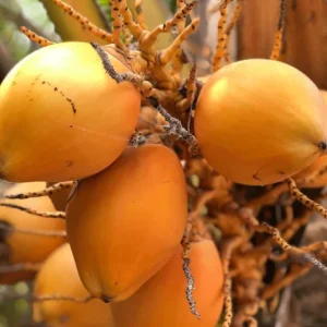 Dwarf Malayan Coconut Live Plant - Yellow Coconut Tree, Cold Hardy, 6-8 Inches Tall - Image 6