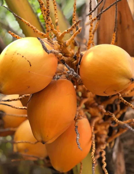 Dwarf Malayan Coconut Live Plant - Yellow Coconut Tree, Cold Hardy, 6-8 Inches Tall - Image 6