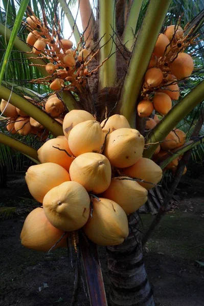 Dwarf Malayan Coconut Live Plant - Yellow Coconut Tree, Cold Hardy, 6-8 Inches Tall - Image 7