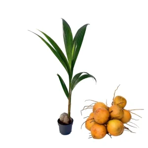 Dwarf Malayan Coconut Live Plant - Yellow Coconut Tree, Cold Hardy, 6-8 Inches Tall - Image 1