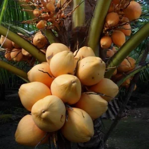 Dwarf Malayan Coconut Plant - Yellow Coconut Tree, 2 Live Plants, 6-8 inch Tall, Cold Hardy, Outdoor - Image 6