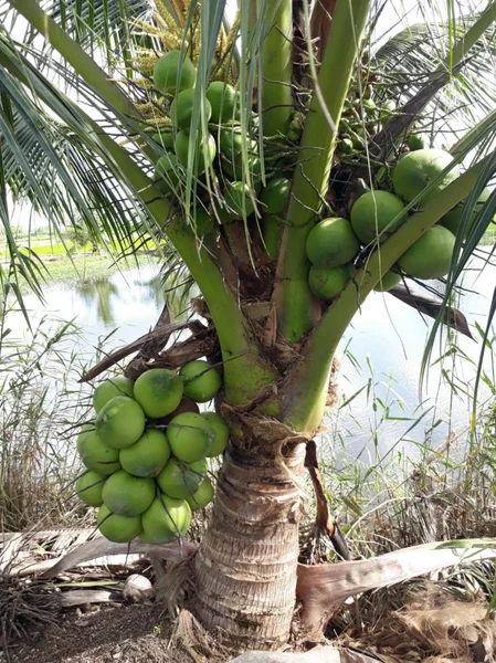 Dwarf Malayan Coconut Tree Live Plant, Cold Hardy, 2-3 Ft Tall, 1 Gallon Pot, Outdoor - Image 1
