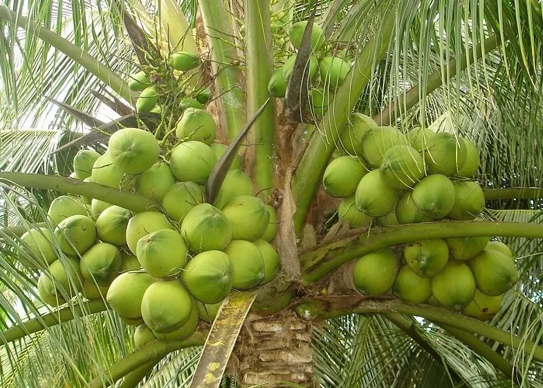 Dwarf Malayan Coconut Tree Live Plant, Cold Hardy, 2-3 Ft Tall, 1 Gallon Pot, Outdoor - Image 3