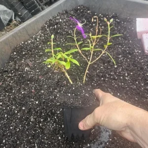 Dwarf Tibouchina Live Plant - Princess Flower Bush, Purple, 4-7 Inch Tall, 4 Inch Pot - Image 2