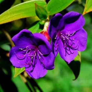 Dwarf Tibouchina Live Plant - Princess Flower Bush, Purple, 4-7 Inch Tall, 4 Inch Pot - Image 3