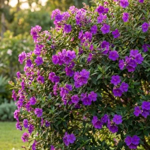 Dwarf Tibouchina Live Plant - Princess Flower Bush, Purple, 4-7 Inch Tall, 4 Inch Pot - Image 4