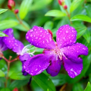 Dwarf Tibouchina Live Plant - Princess Flower Bush, Purple, 4-7 Inch Tall, 4 Inch Pot - Image 6