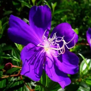 Dwarf Tibouchina Live Plant - Princess Flower Bush, Purple, 4-7 Inch Tall, 4 Inch Pot - Image 7