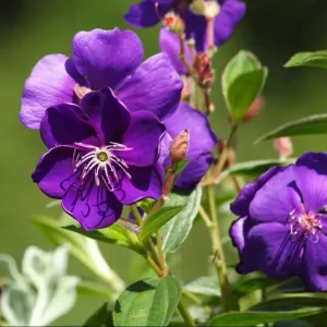 Dwarf Tibouchina Live Plant - Princess Flower Bush, Purple, 4-7 Inch Tall, 4 Inch Pot - Image 8