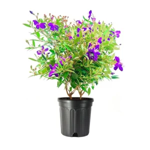 Dwarf Tibouchina Live Plant - Princess Flower Bush, Purple, 4-7 Inch Tall, 4 Inch Pot - Image 1