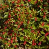 Dwarf Winterberry Holly Nana Red Sprite Live Plant 12-16+ Inches - Deciduous Shrub - Image 1