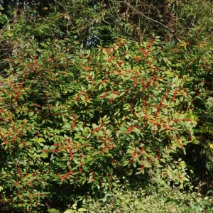 Dwarf Winterberry Holly Nana Red Sprite Live Plant 12-16+ Inches - Deciduous Shrub - Image 2