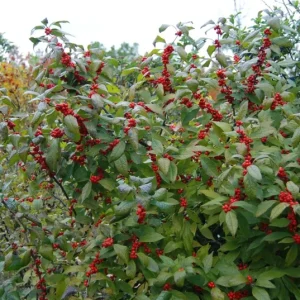 Dwarf Winterberry Holly Nana Red Sprite Live Plant 12-16+ Inches - Deciduous Shrub - Image 3