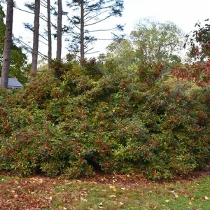 Dwarf Winterberry Holly 'Nana Red Sprite' Live Plant - 12-16+ Inches Tall - Bare Root - Image 4