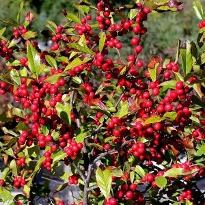 Dwarf Winterberry Holly Nana Red Sprite Live Plant 12-16 Inches Tall Outdoor - Image 5