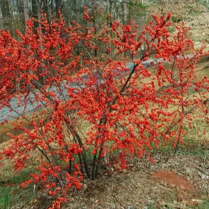 Dwarf Winterberry Holly Nana Red Sprite Live Plant 12-16 Inches Tall Outdoor - Image 6