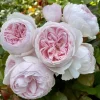 Earth Angel Rose Bare Root Plant - Pink Floribunda Fragrant Rose Bush 4-5 Inch Tall - Image 1