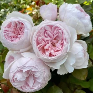 Earth Angel Rose Bare Root Plant - Pink Floribunda Fragrant Rose Bush 4-5 Inch Tall - Image 1