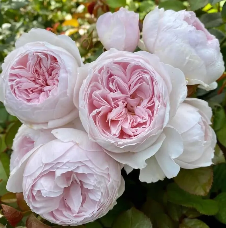 Earth Angel Rose Bare Root Plant - Pink Floribunda Fragrant Rose Bush 4-5 Inch Tall - Image 1