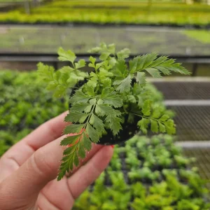 East Indian Holly Fern Plant Variegated Live Fern 4 Inch Pot Indoor Arachniodes simplicior 'Variegata' - Image 10