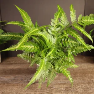 East Indian Holly Fern Plant Variegated Live Fern 4 Inch Pot Indoor Arachniodes simplicior 'Variegata' - Image 2