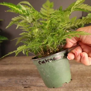 East Indian Holly Fern Plant Variegated Live Fern 4 Inch Pot Indoor Arachniodes simplicior 'Variegata' - Image 3