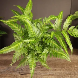 East Indian Holly Fern Plant Variegated Live Fern 4 Inch Pot Indoor Arachniodes simplicior 'Variegata' - Image 4